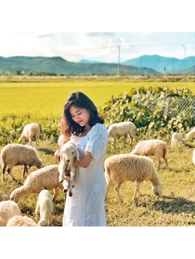   Kinh nghiệm du lịch đồng cừu suối Tiên Nha Trang cực hot